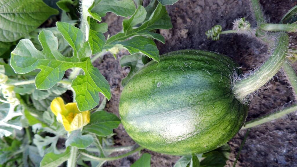 A melancia precoce que amadurece rápido e tem sabor intenso, perfeita para colher cedo no quintal
