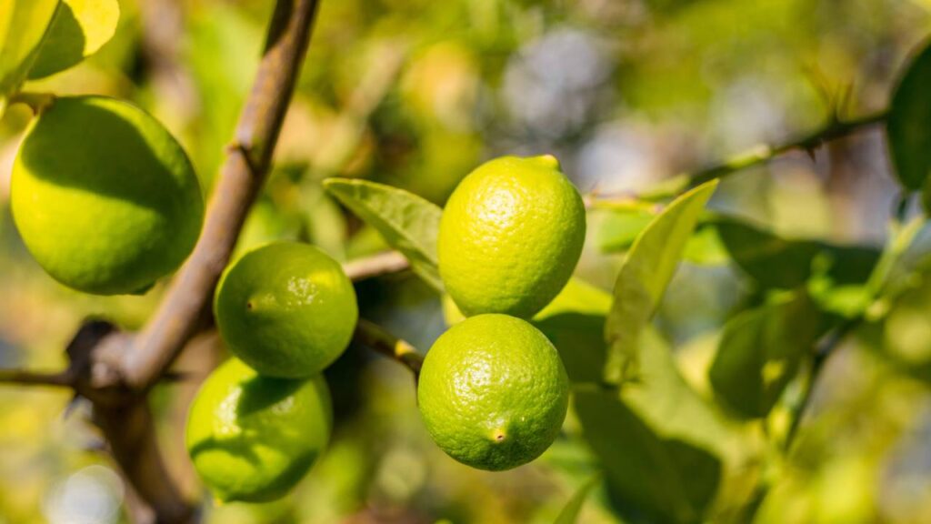 Plantar limão-taiti em vaso funciona, mas manter produtivo é outro desafio