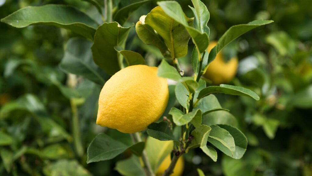 Meu primeiro pé de limão siciliano me ensinou mais sobre tempo do que qualquer livro poderia explicar