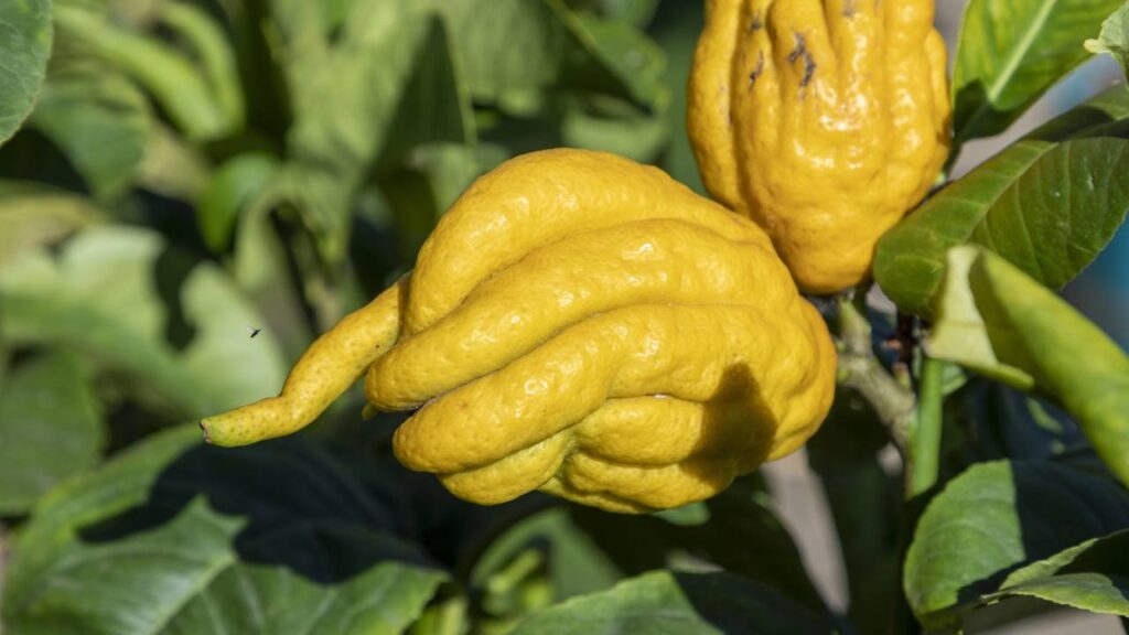 Pouca gente conhece essa fruta cítrica que cresce rápido e chama atenção no preparo de bebidas