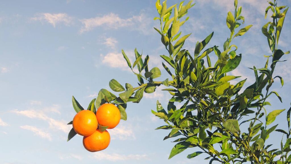Tangerina ponkan pode produzir bem em casa com um manejo que pouca gente conhece