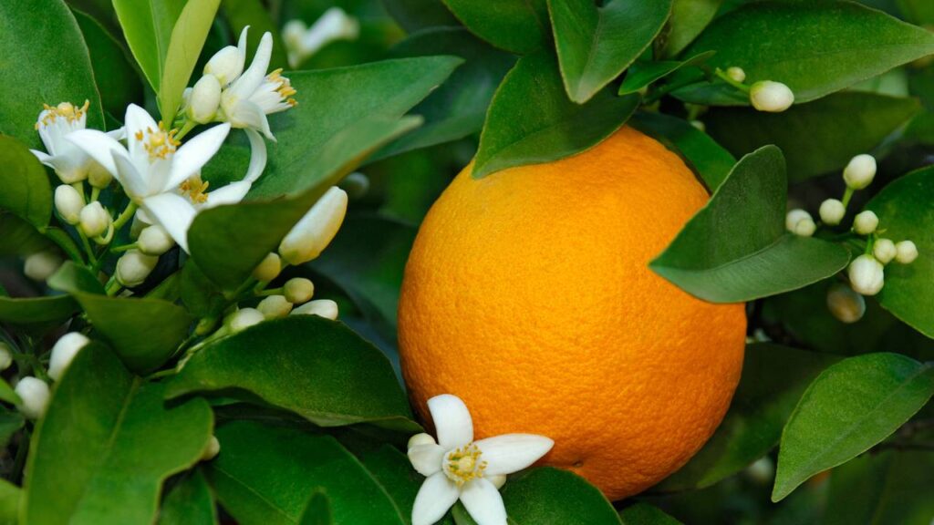 Cultivar laranja pera em casa revela um ritmo de produção que surpreende