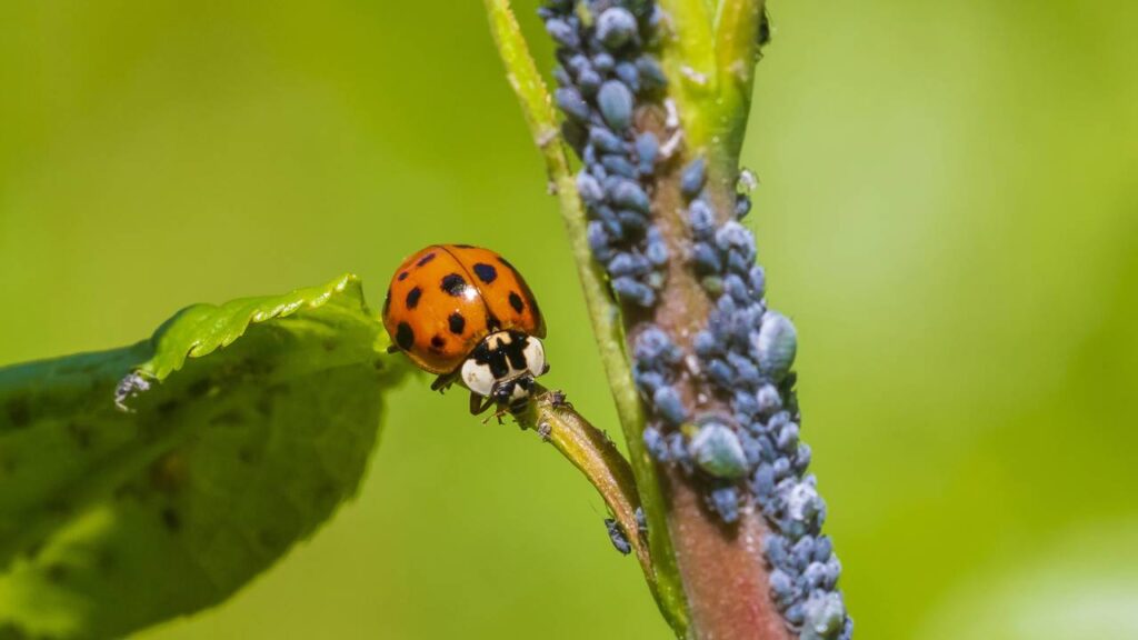 Quando surgem pulgões, as joaninhas aparecem logo depois e isso não é coincidência