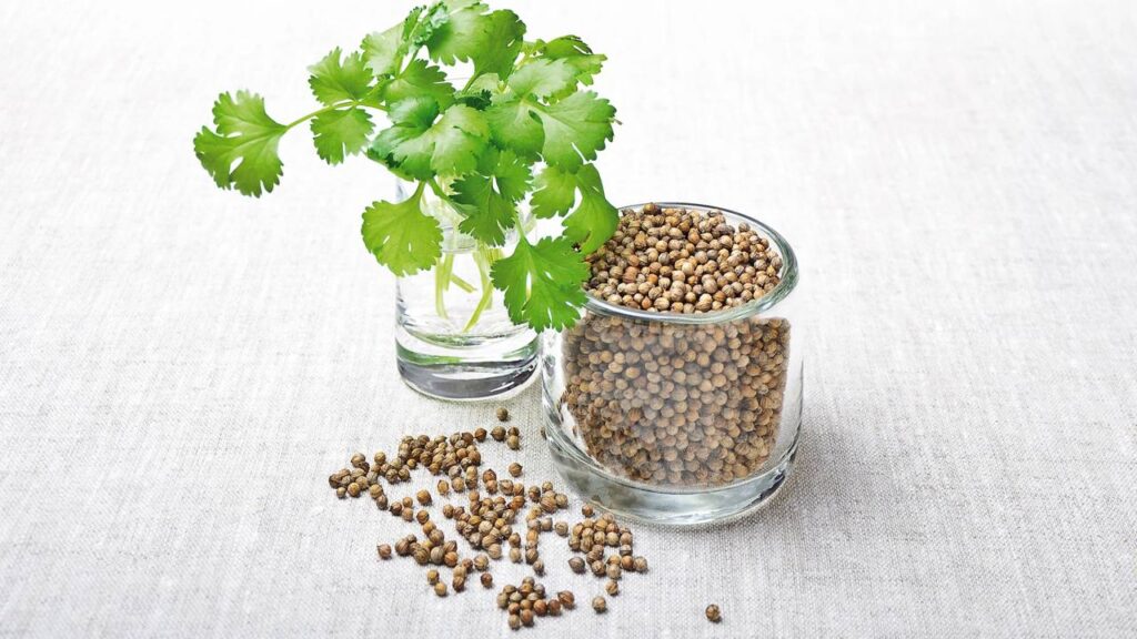 Como o coentro repele mosquitos e protege o solo de fungos