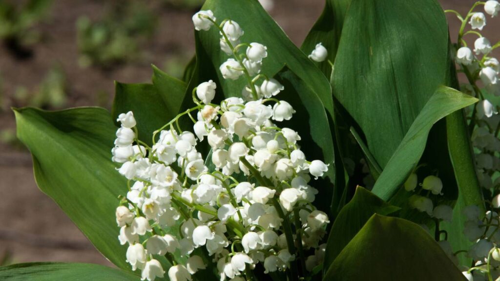 Essa flor renasce a cada estação e se tornou símbolo silencioso de esperança