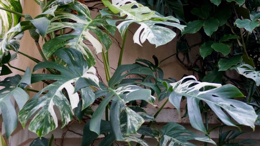 O significado espiritual da costela de adão e a energia de abundância que ela leva para dentro de casa