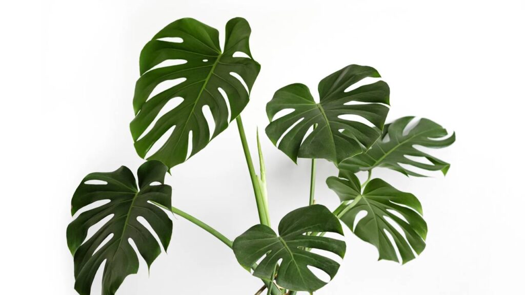 10 plantas grandes para sala que transformam o ambiente por completo