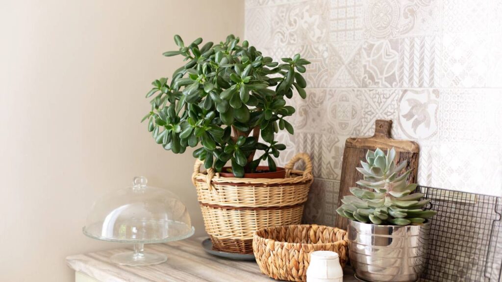 Aprendi com minha vizinha a fazer mudas de jade e nunca mais gastei dinheiro