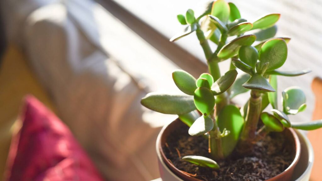 Aprendi uma lição inesperada ao observar uma suculenta jade se recuperar