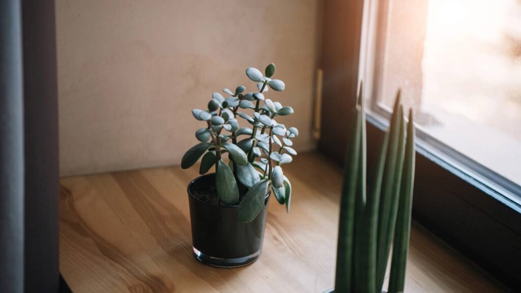 Aprendi uma lição inesperada ao observar uma suculenta jade se recuperar