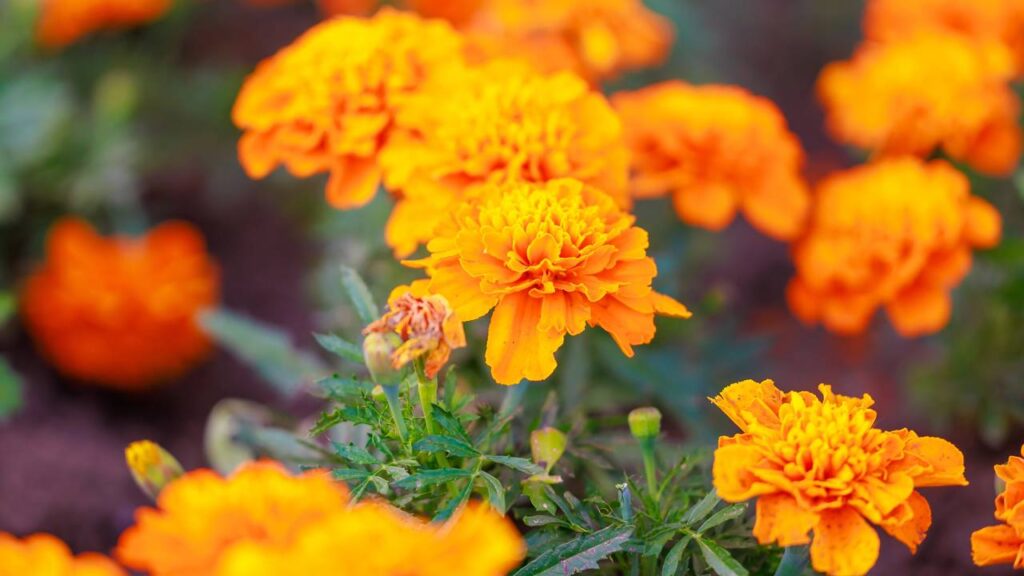 Dez flores para locais ensolarados que crescem fortes e cheias de cor