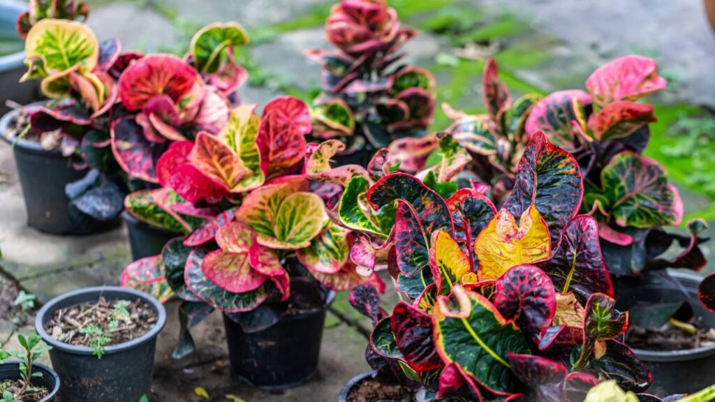 Essa planta exótica afasta traças e traz um aroma suave perfeito para quem gosta de ambiente acolhedor