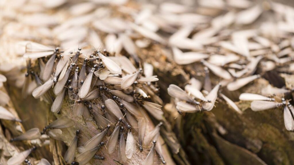Esse inseto surge em grande quantidade nas noites quentes e desaparece ao amanhecer