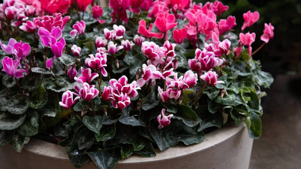 O ciclame é uma flor delicada que costuma ser escolhida para gestos cheios de intenção