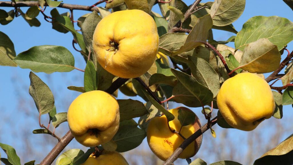 Cultivar marmelo em casa é mais simples do que parece quando alguns cuidados são seguidos