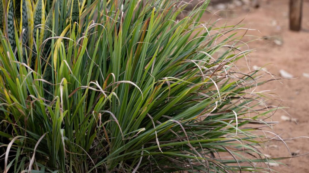 Nunca imaginei que plantar capim-limão mudaria tanto o ambiente