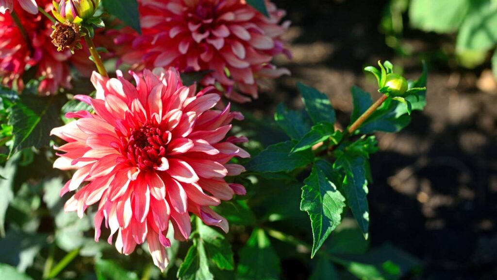Essa flor é associada à força interior e carrega um significado espiritual profundo