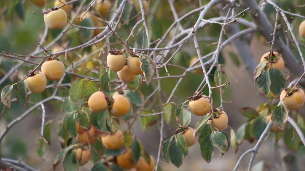 Essa variedade de caqui cresce compacta, frutifica cedo e encanta no jardim