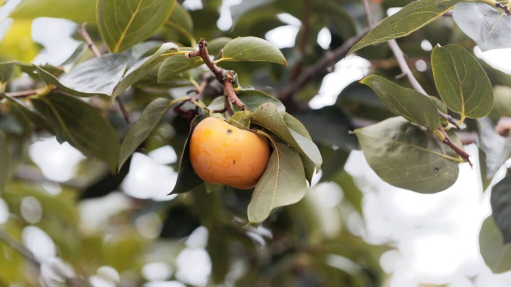 Caqui enxertado no quintal cresce rápido, mas um detalhe no cultivo faz toda a diferença