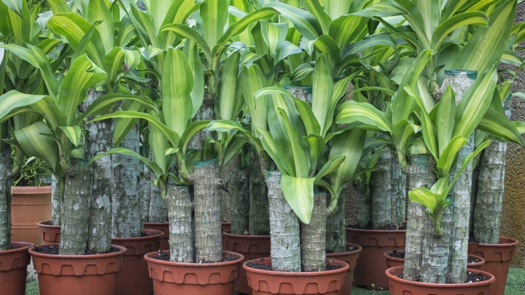 Essa planta virou símbolo de fluidez e boas energias dentro de casa