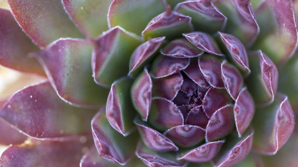 A suculenta echeveria que comprei por acaso e se tornou minha melhor companhia nos dias cansativos