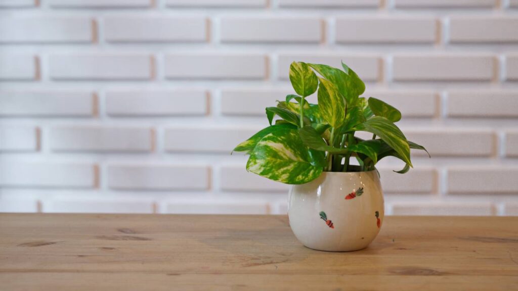 Essa planta entrou na minha vida por acaso e acabou virando símbolo de sorte