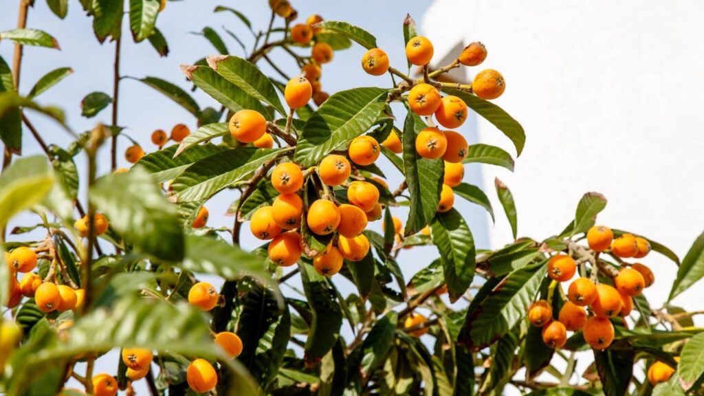 Essa frutífera se adapta bem a quintais pequenos e surpreende na produção