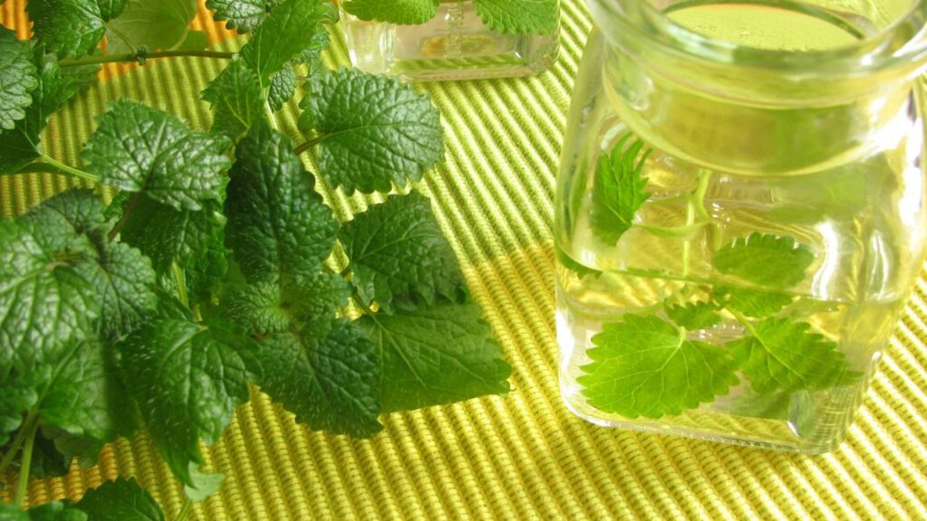 A erva cidreira transforma o ambiente com aroma suave e presença marcante