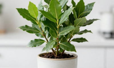 Essa erva aromática afasta baratas e ainda perfuma a casa com um frescor natural