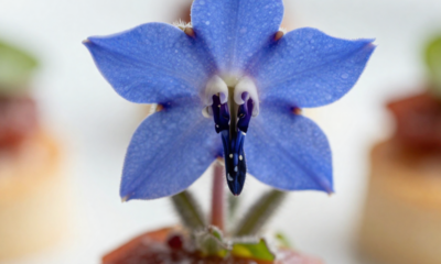 Essa flor brasileira surpreende pelo gosto de pepino e aparece em pratos sofisticados