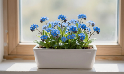 Essa flor delicada cresce bem em vasos pequenos e surpreende em floreiras de janela