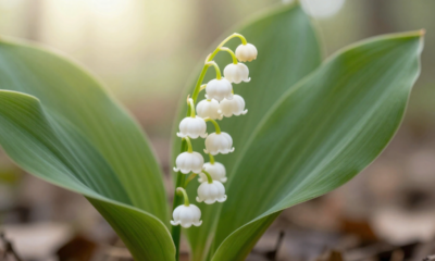 Essa flor renasce a cada estação e se tornou símbolo silencioso de esperança