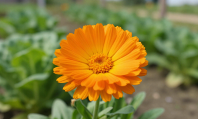 Essa flor simples protege o jardim contra pulgões sem precisar usar veneno