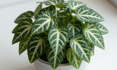 Essa planta delicada virou símbolo de atenção aos detalhes e às emoções