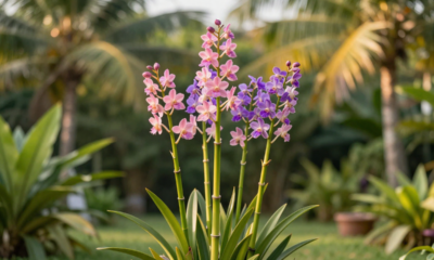 Essa planta floresce todo ano e sempre me faz lembrar de quem a presenteou