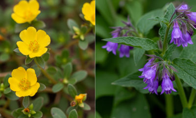 Essas plantas afastam insetos e ainda ajudam a recuperar o solo cansado do quintal