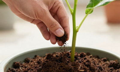 Esse adubo caseiro ajuda as plantas a resistirem melhor ao calor forte