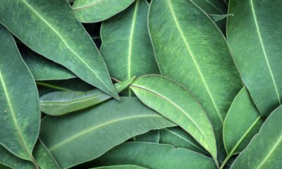 15 plantas medicinais essenciais que não podem faltar em casa