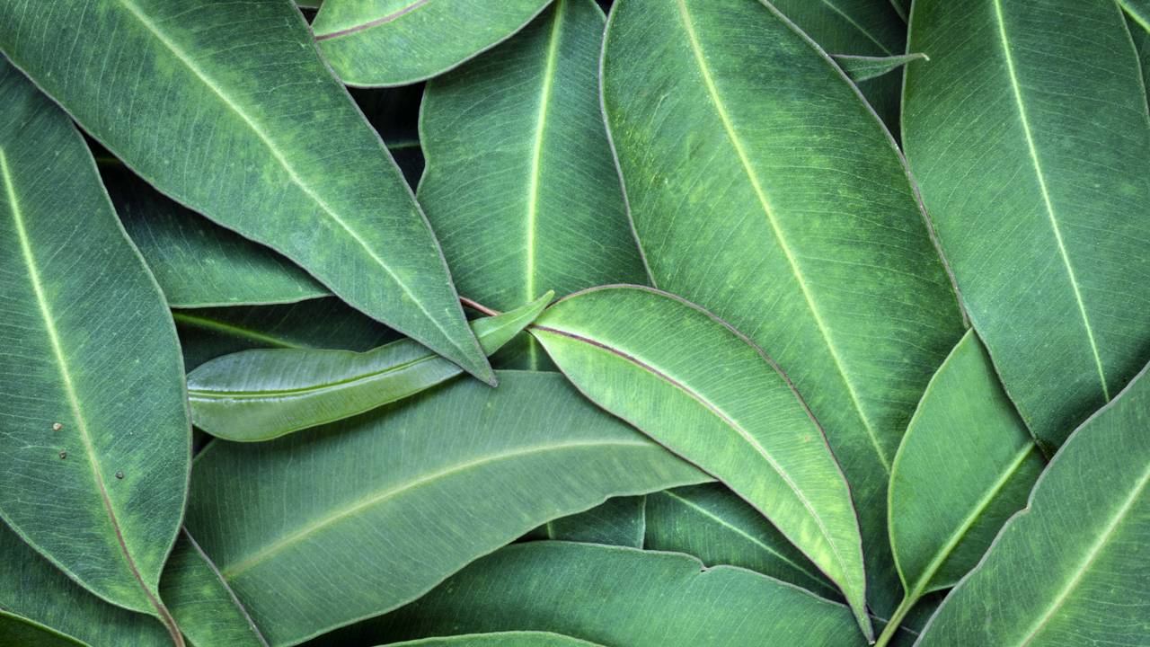 15 plantas medicinais essenciais que não podem faltar em casa