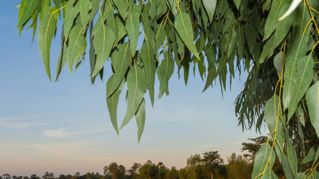 Folhas de eucalipto escondem um potencial natural que vai além do perfume
