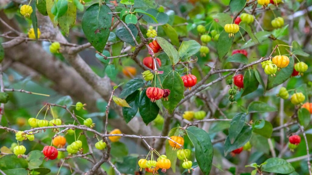 A pitangueira me ensinou algo sutil que muda a forma de ver a natureza