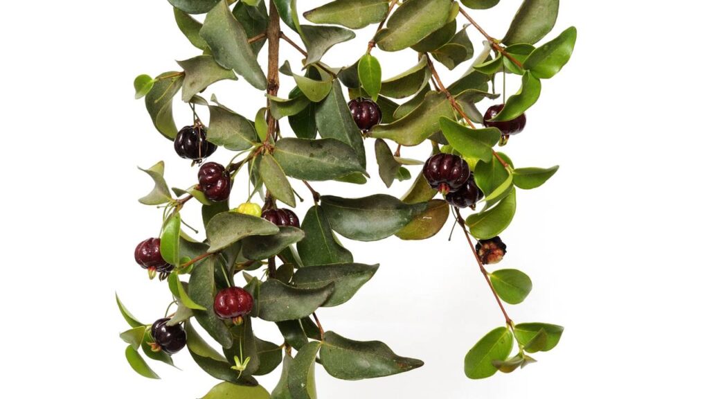 Essa pitanga roxa muda o visual da planta de um jeito que chama atenção