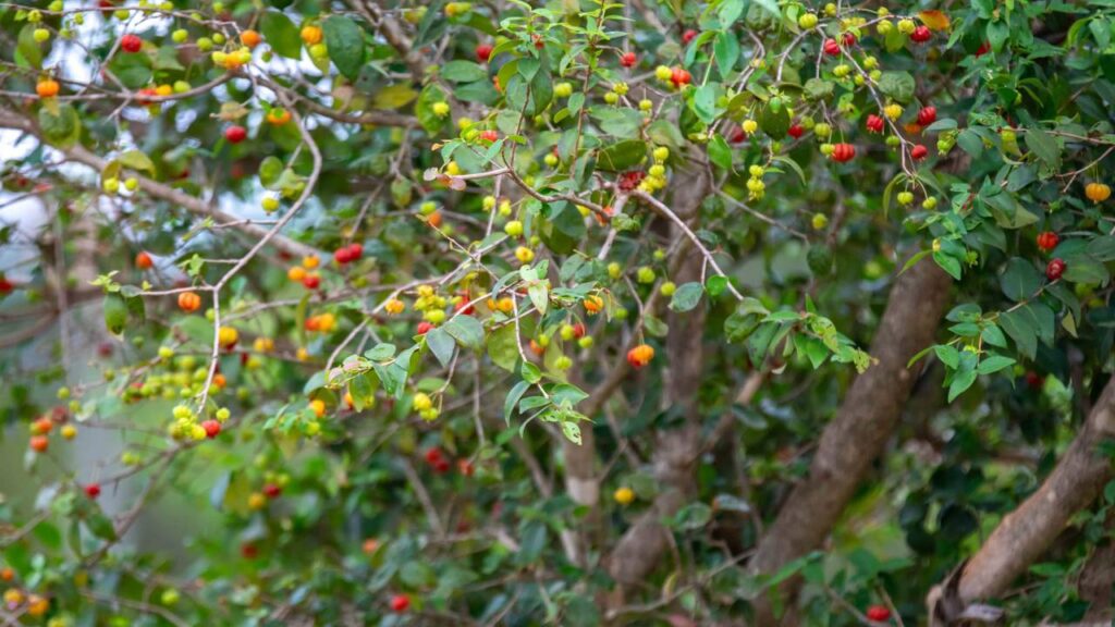 A pitanga tem um ritmo de crescimento que impressiona quem planta em casa