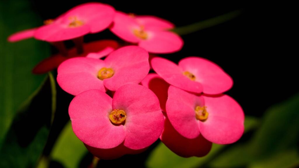 10 flores de fácil cultivo para vaso ou jardim que crescem bem mesmo para quem nunca plantou