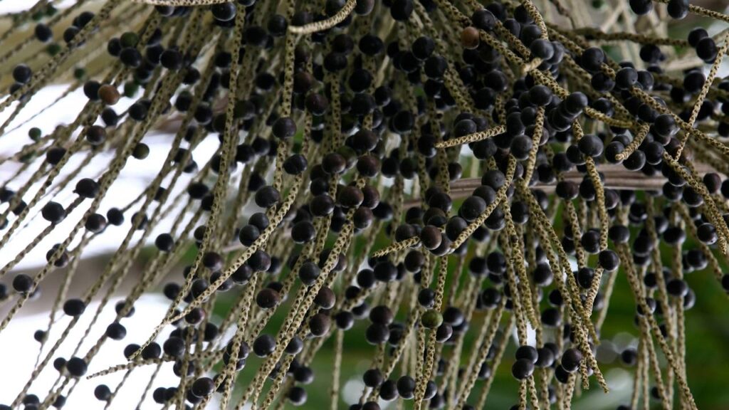 Essa versão do açaí surpreende quem descobre como ela se desenvolve