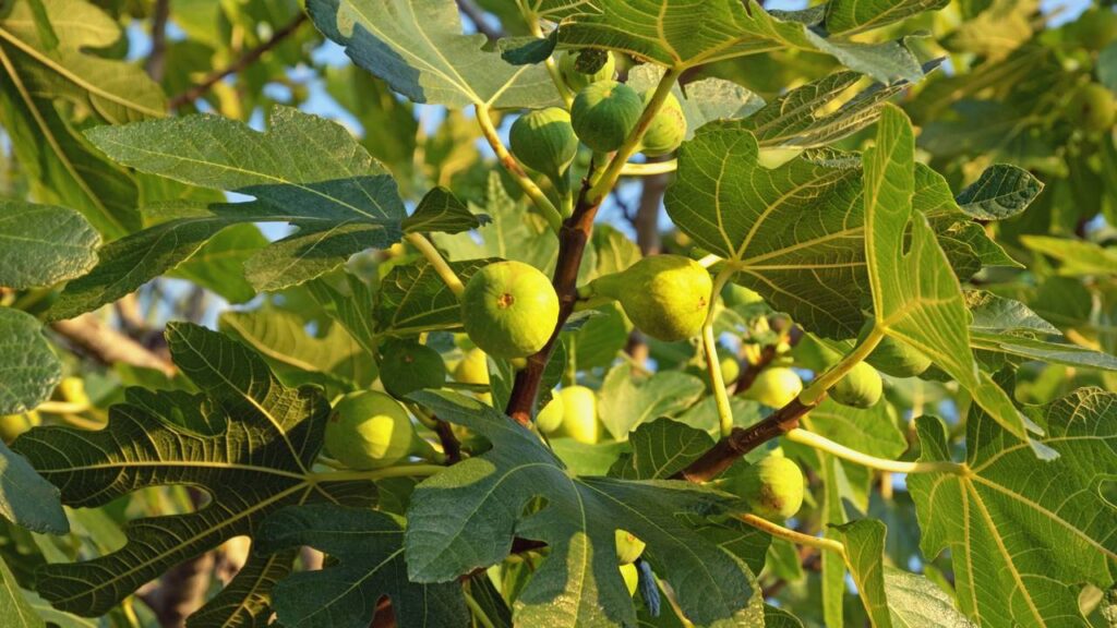 Quem planta figo do jeito correto consegue colher ainda no primeiro ano