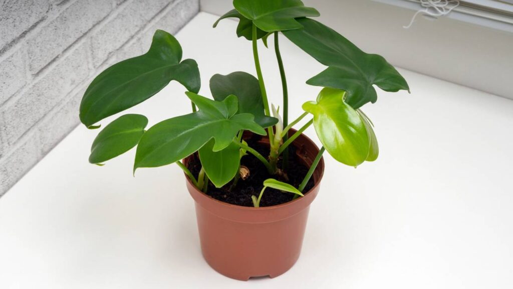 Essa planta virou presente simbólico de energia leve e positiva