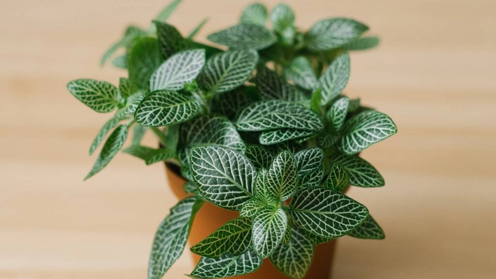 Plantas para sala pequena que mudam totalmente o visual do ambiente