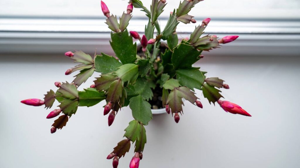 Essa flor delicada virou símbolo de resiliência e força silenciosa