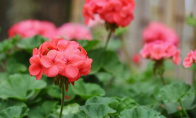 Dez flores para locais ensolarados que crescem fortes e cheias de cor